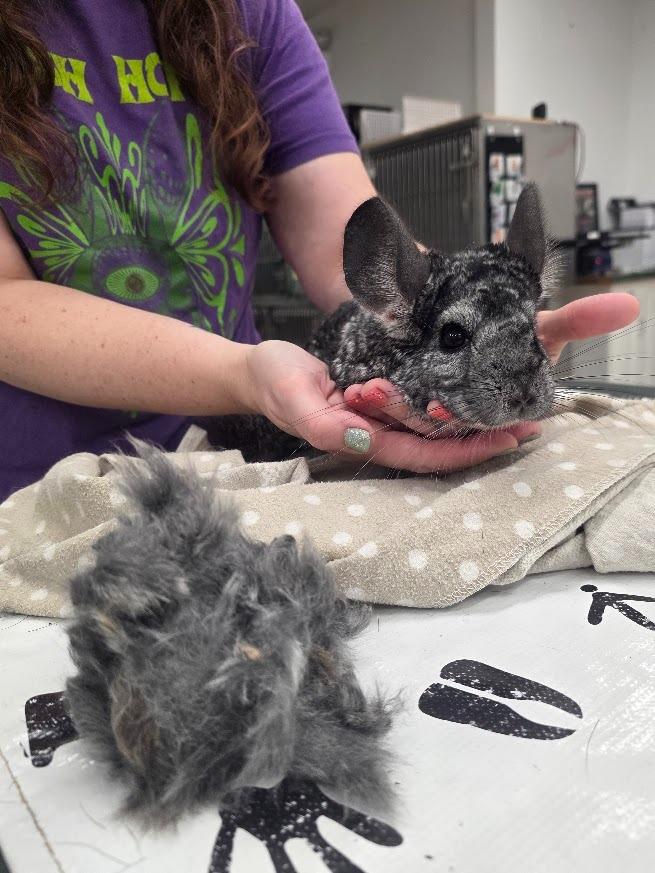 Mouse, Adoptable, Senior Female Chinchilla.