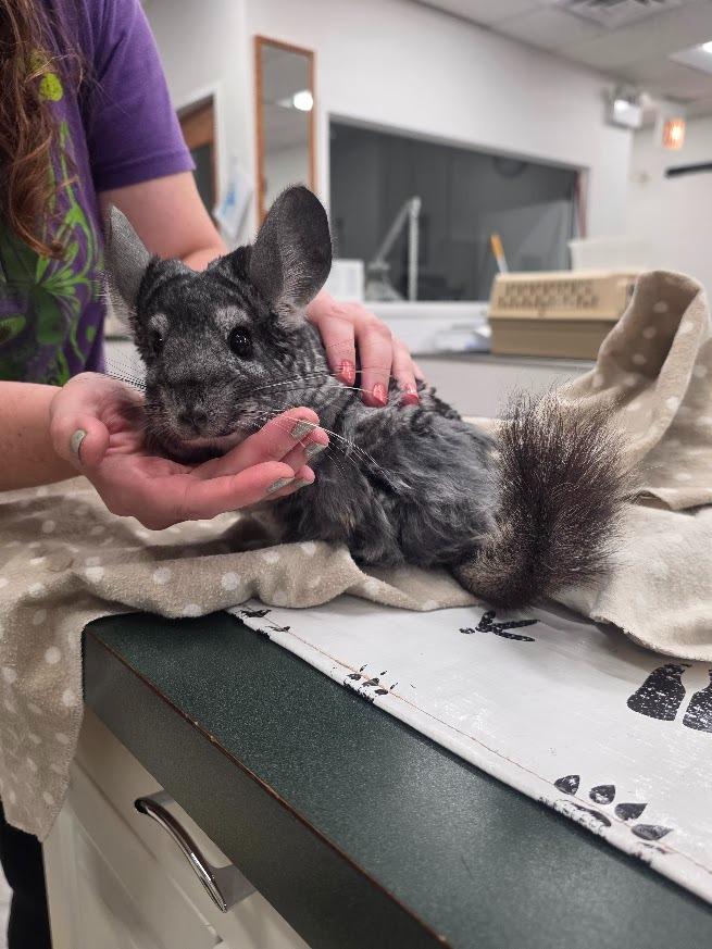 Enlarge Mouse, a Adoptable Chinchilla in CRYSTAL LAKE, IL image 2/2