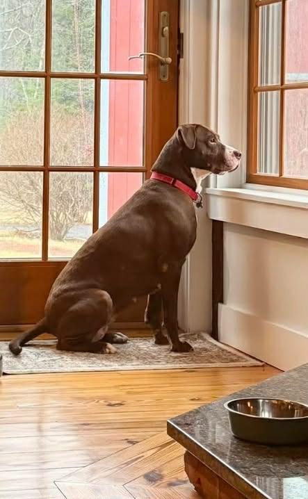 Enlarge Pebbles Monroe, a Adoptable mixed breed in Gorham, ME image 1/4