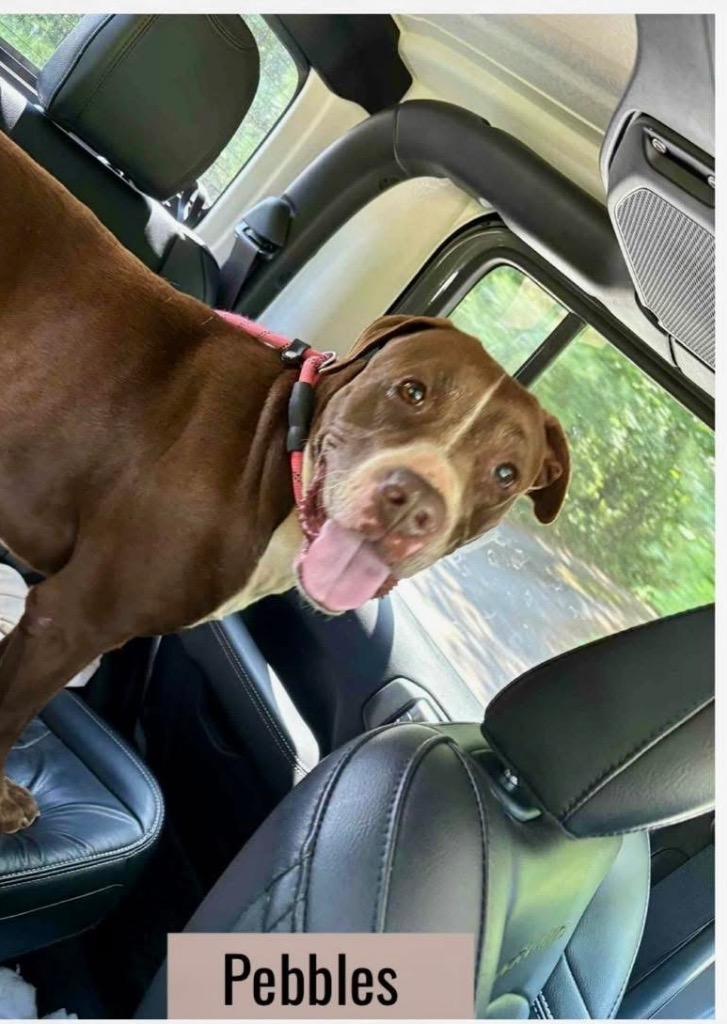 Enlarge Pebbles Monroe, a Adoptable mixed breed in Gorham, ME image 1/3