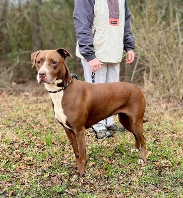 Enlarge Pebbles Monroe, a Adoptable mixed breed in Gorham, ME image 2/3