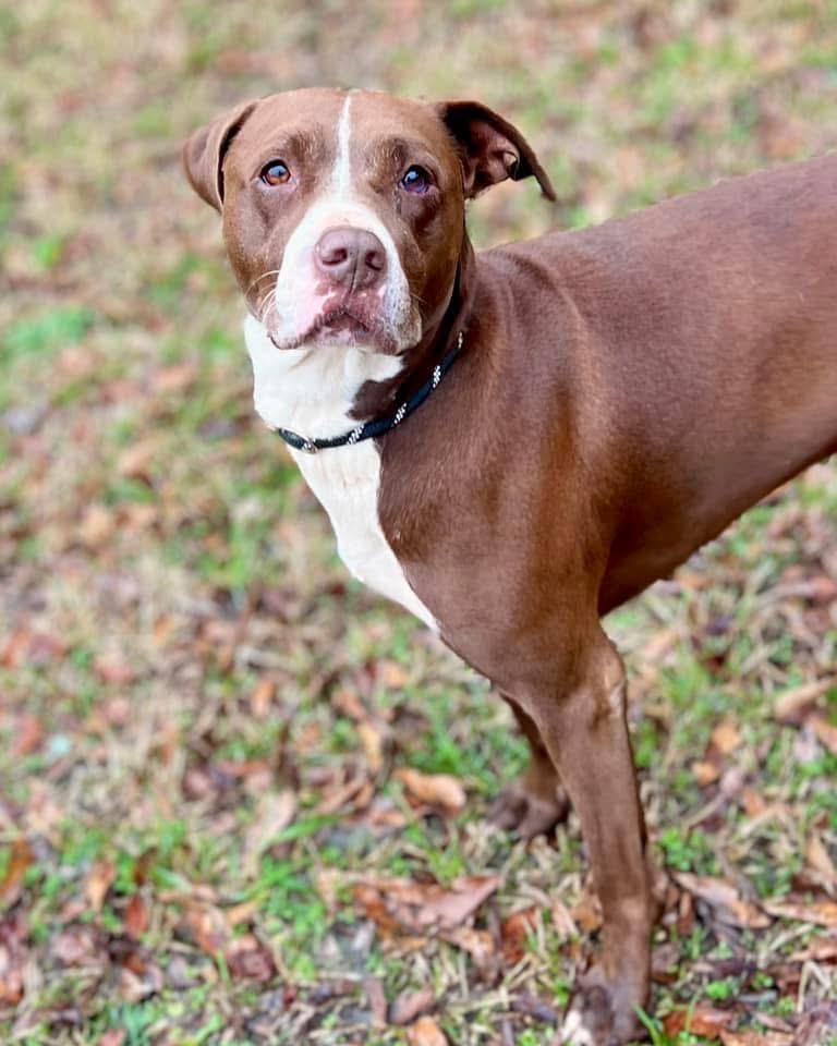 Enlarge Pebbles Monroe, a Adoptable mixed breed in Gorham, ME image 3/3