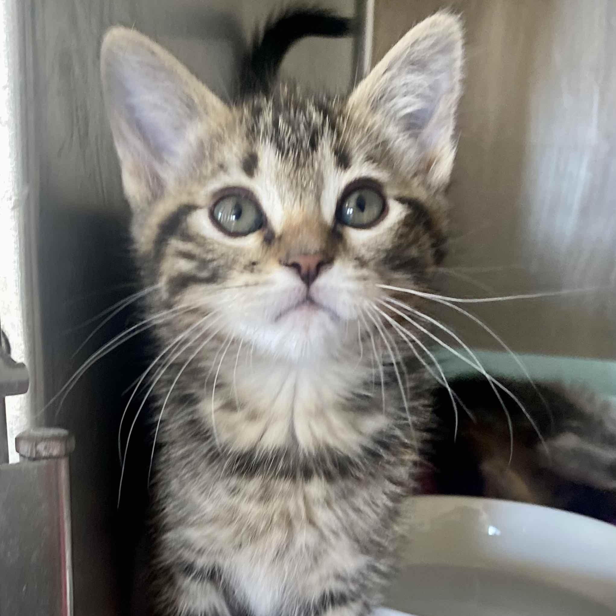 Thelma, Adoptable, Young Female Domestic Medium Hair.