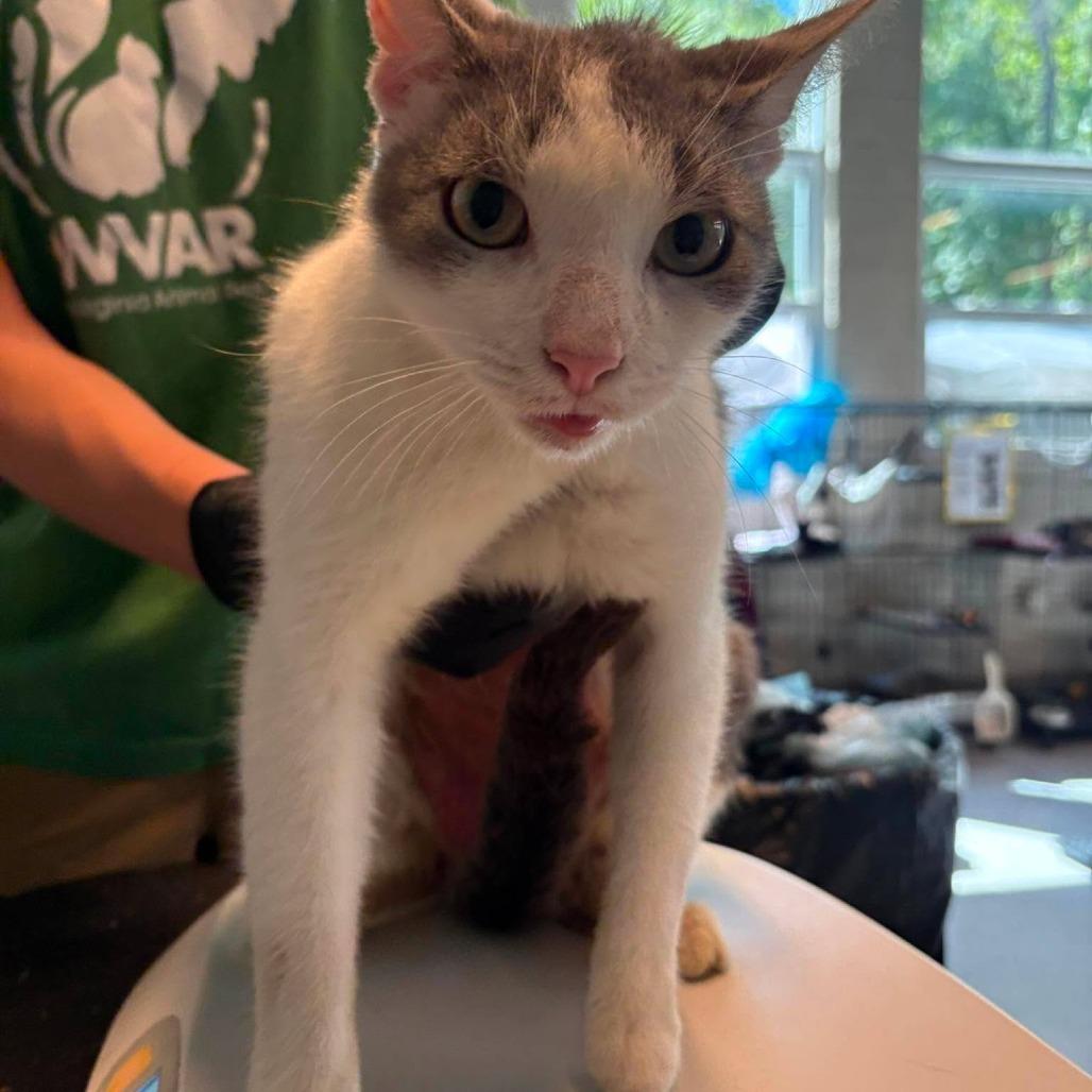 Ben Affleck, Adoptable, Adult Male Domestic Medium Hair.