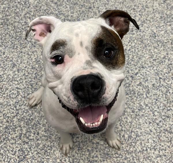 Ceebo, Adoptable, Adult Male Boxer.