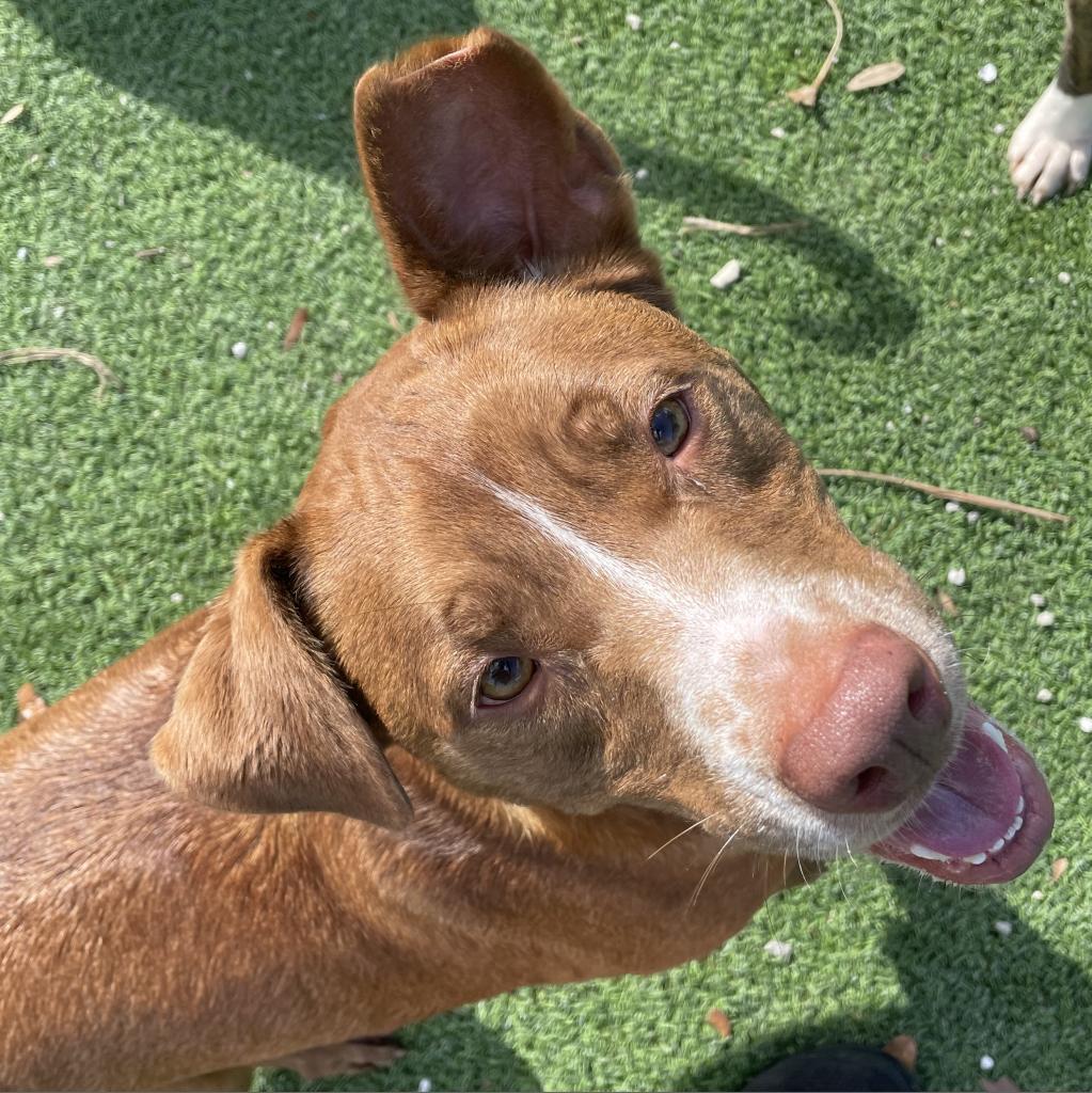 Enlarge Kash AKA Angel, a Adoptable mixed breed in Etna, NH image 3/6