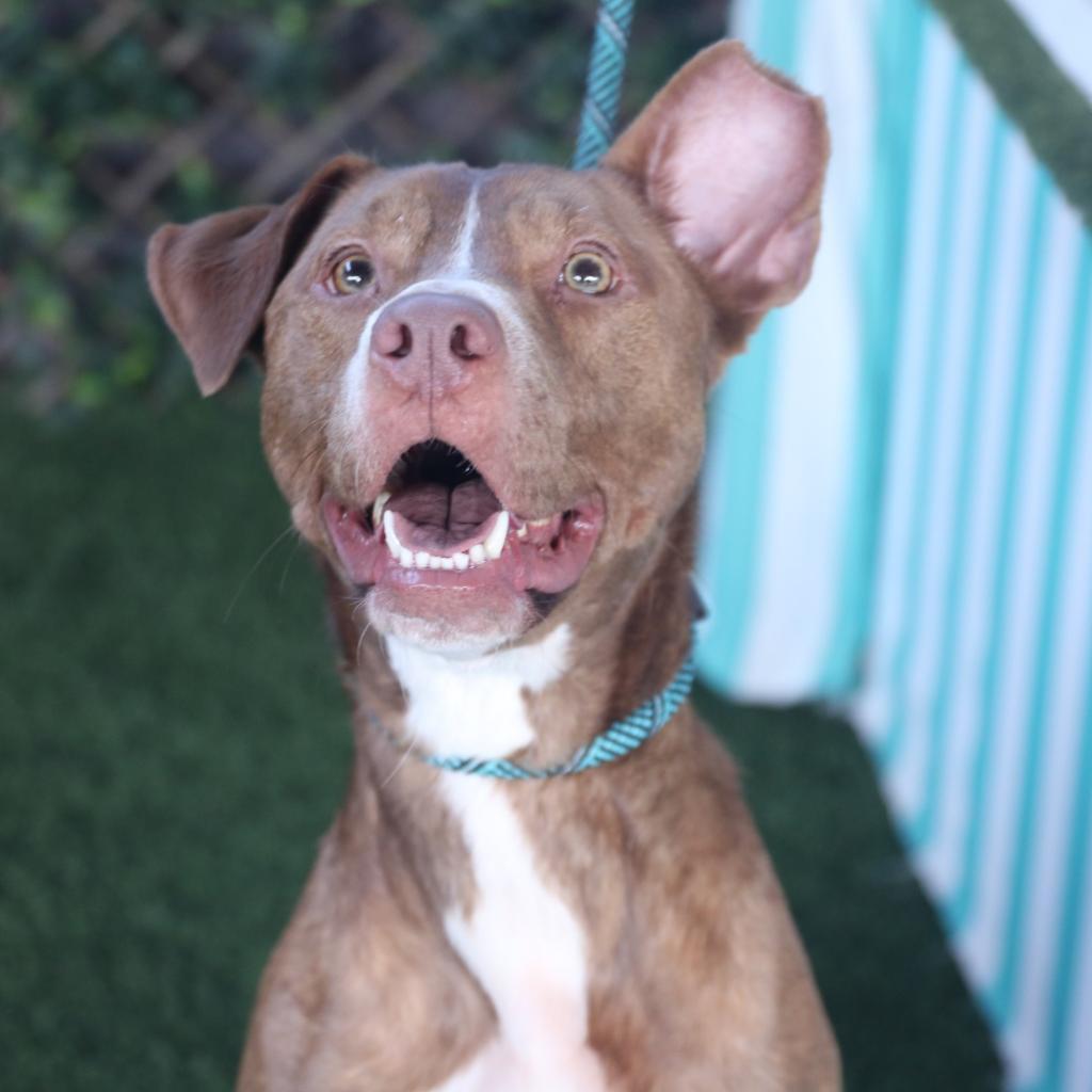 Enlarge Kash AKA Angel, a Adoptable mixed breed in Etna, NH image 5/6