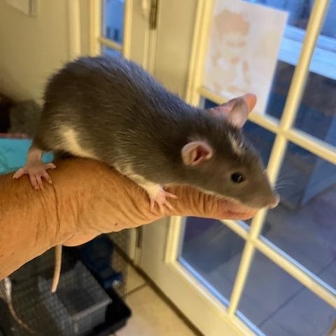 Male, Gray, Black with Blaze, ADOPTABLE, Baby Male Rat.
