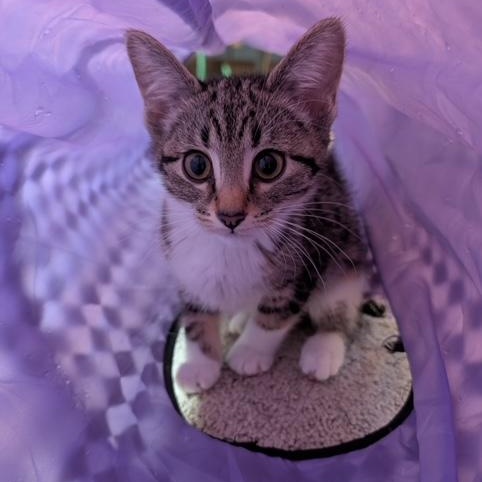 Isabelle, ADOPTABLE, Kitten Female Domestic Short Hair.