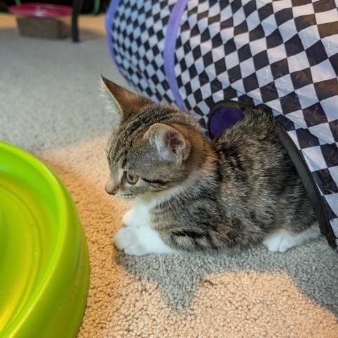Enlarge Isabelle, a ADOPTABLE Domestic Short Hair in Hudsonville, MI image 2/2