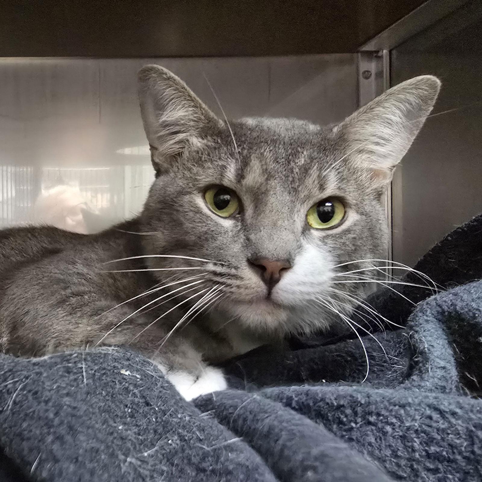 Colin, Adopted, Young Male Domestic Short Hair.