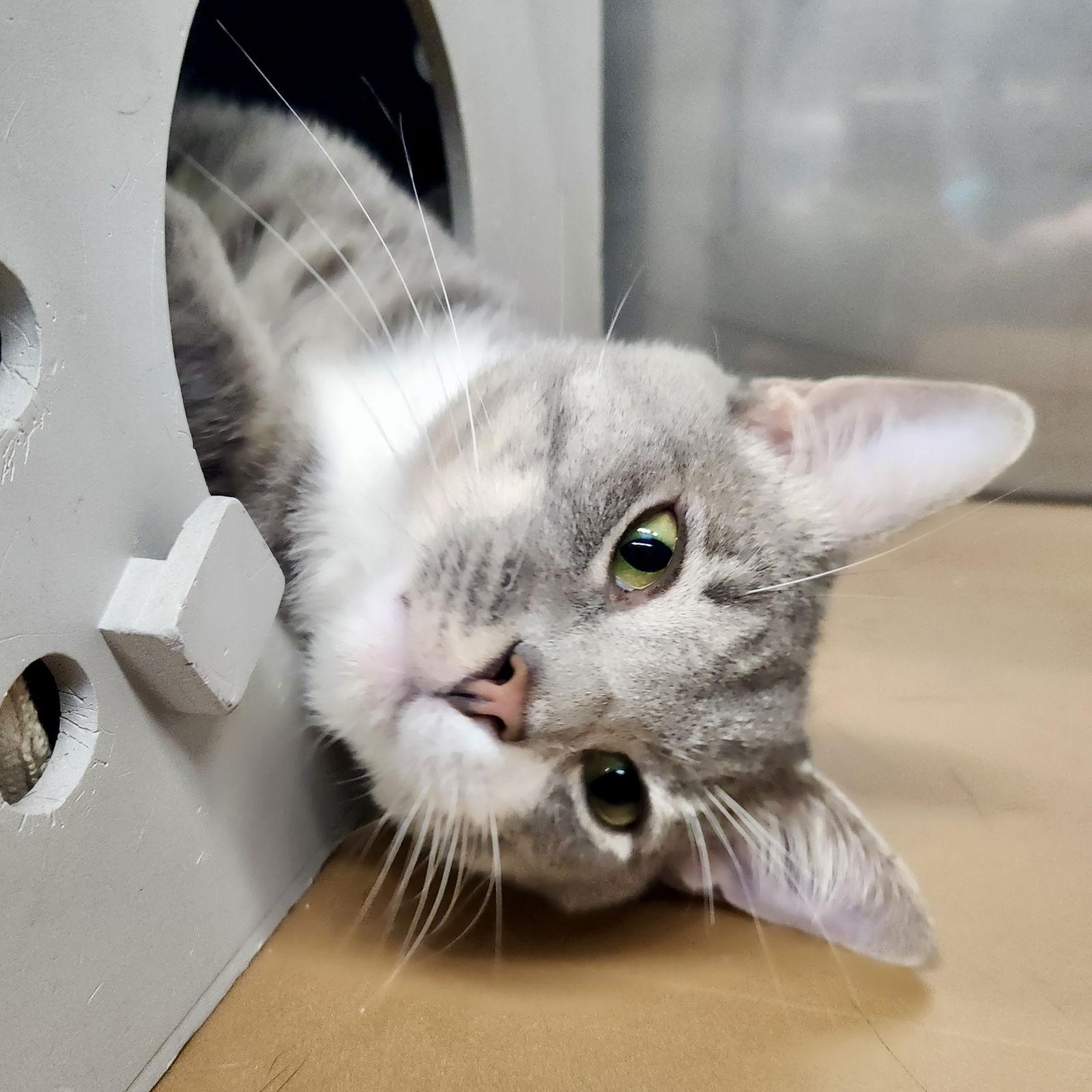 Enlarge Colin, a Adopted Domestic Short Hair in Oakland, CA image 2/3