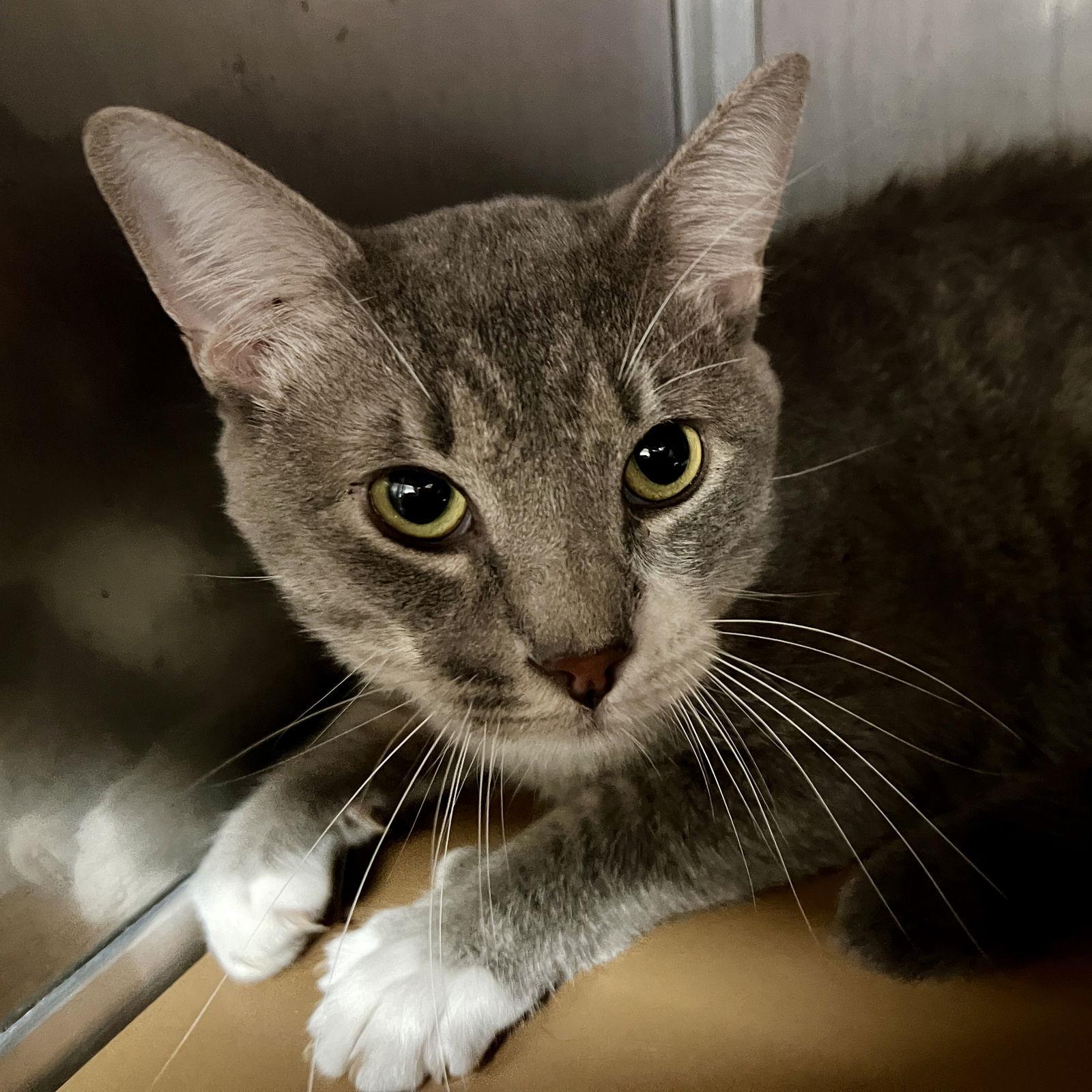 Enlarge Colin, a Adopted Domestic Short Hair in Oakland, CA image 3/3