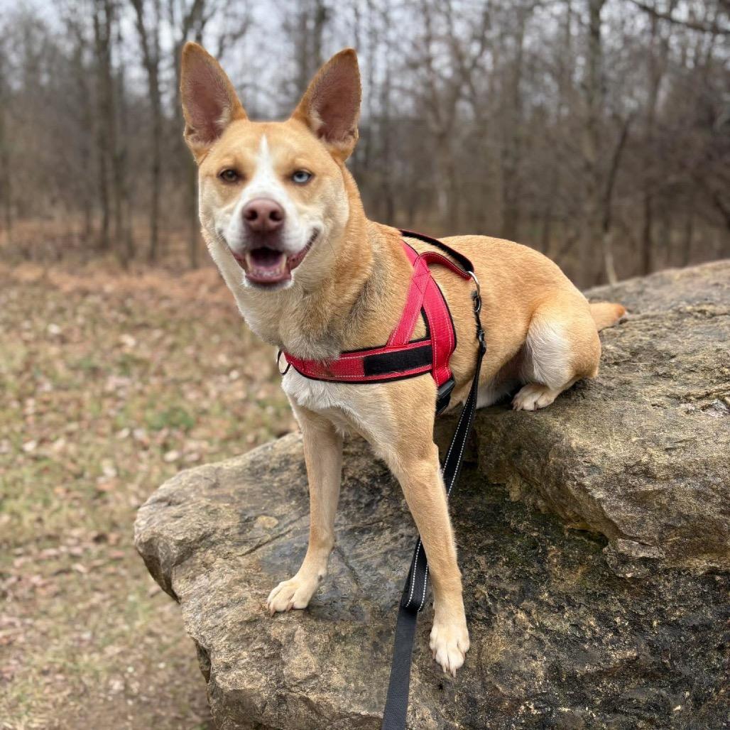 Enlarge BOLT - Paws Behind Bars Trained, a Adoptable mixed breed in La Grange, KY image 1/6
