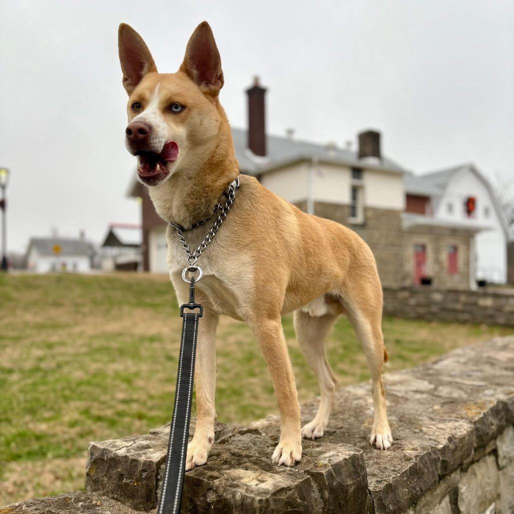 Enlarge BOLT - Paws Behind Bars Trained, a Adoptable mixed breed in La Grange, KY image 2/6