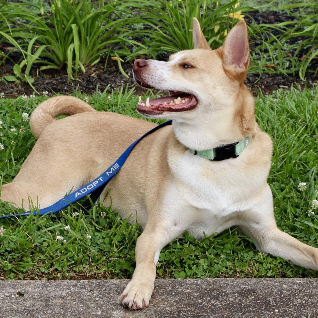 BOLT - Paws Behind Bars Trained, Adoptable, Senior Male Husky & Cattle Dog.