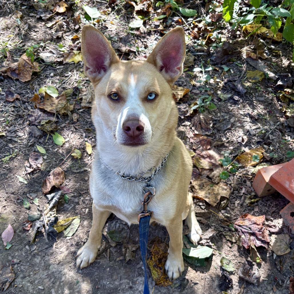 BOLT - Paws Behind Bars Trained, a Adoptable mixed breed in La Grange, KY image 2/6