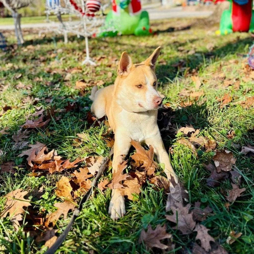 BOLT - Paws Behind Bars Trained, a Adoptable mixed breed in La Grange, KY image 4/6