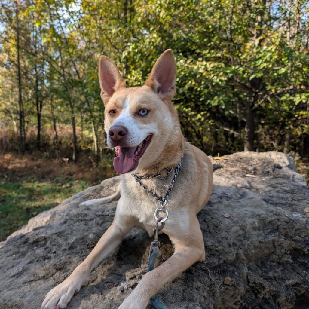BOLT - Paws Behind Bars Trained, Adoptable, Senior Male Husky & Cattle Dog.