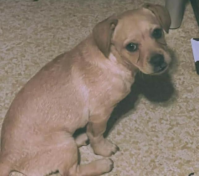 Poodle Frenchie mix Puppies , a ADOPTABLE mixed breed in Yreka, CA image 1/6