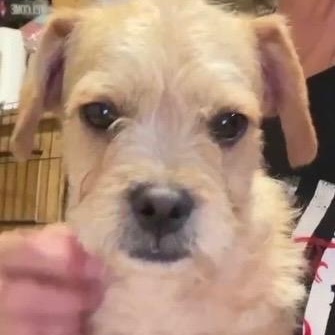 Poodle Frenchie mix Puppies , ADOPTABLE, Puppy Female French Bulldog & Poodle.