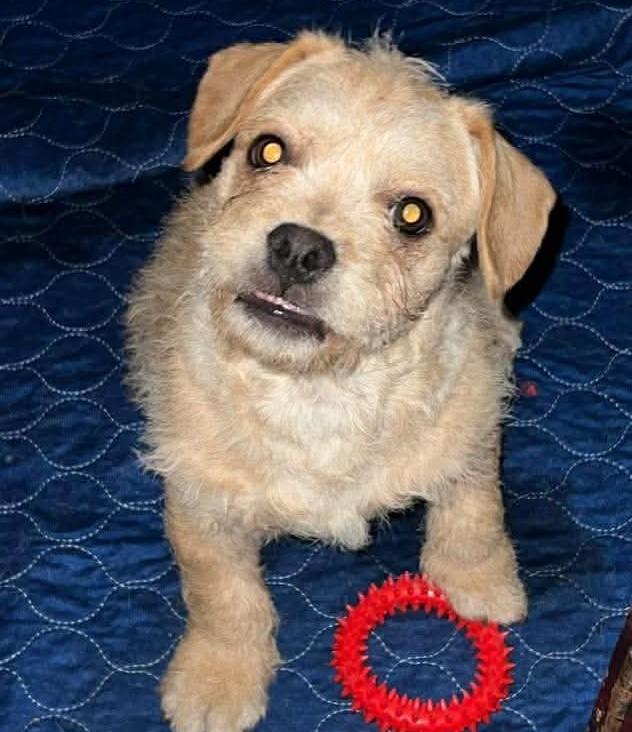 Poodle Frenchie mix Puppies , a ADOPTABLE mixed breed in Yreka, CA image 3/6