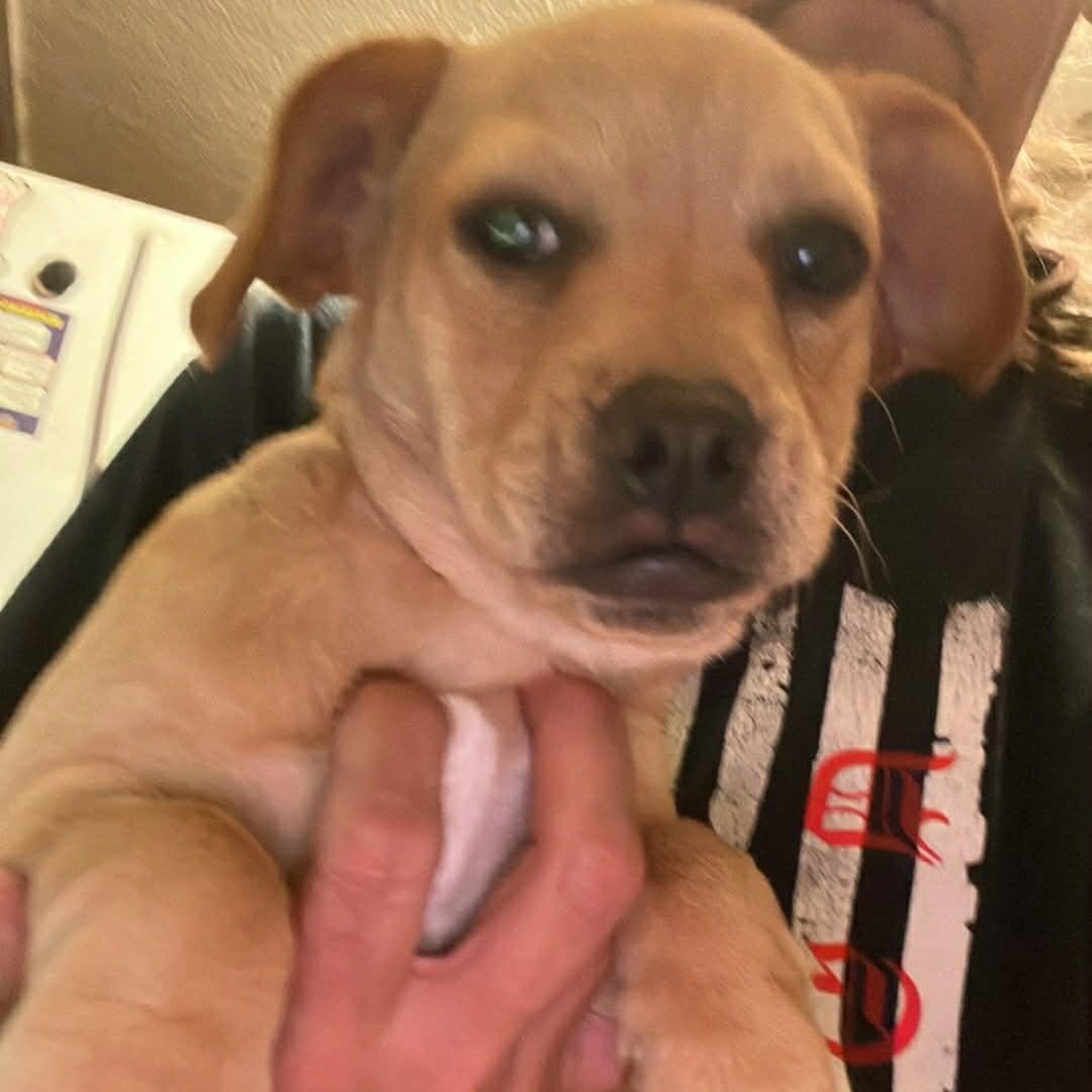 Poodle Frenchie mix Puppies , a ADOPTABLE mixed breed in Yreka, CA image 4/6