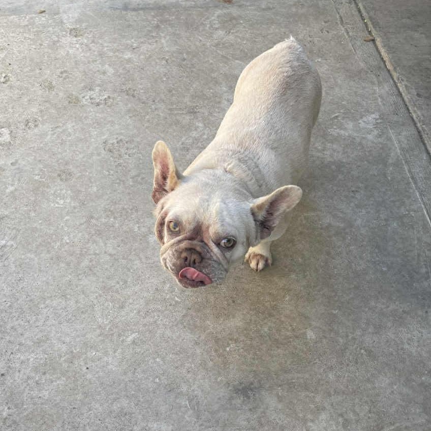 Poodle Frenchie mix Puppies , a ADOPTABLE mixed breed in Yreka, CA image 5/6