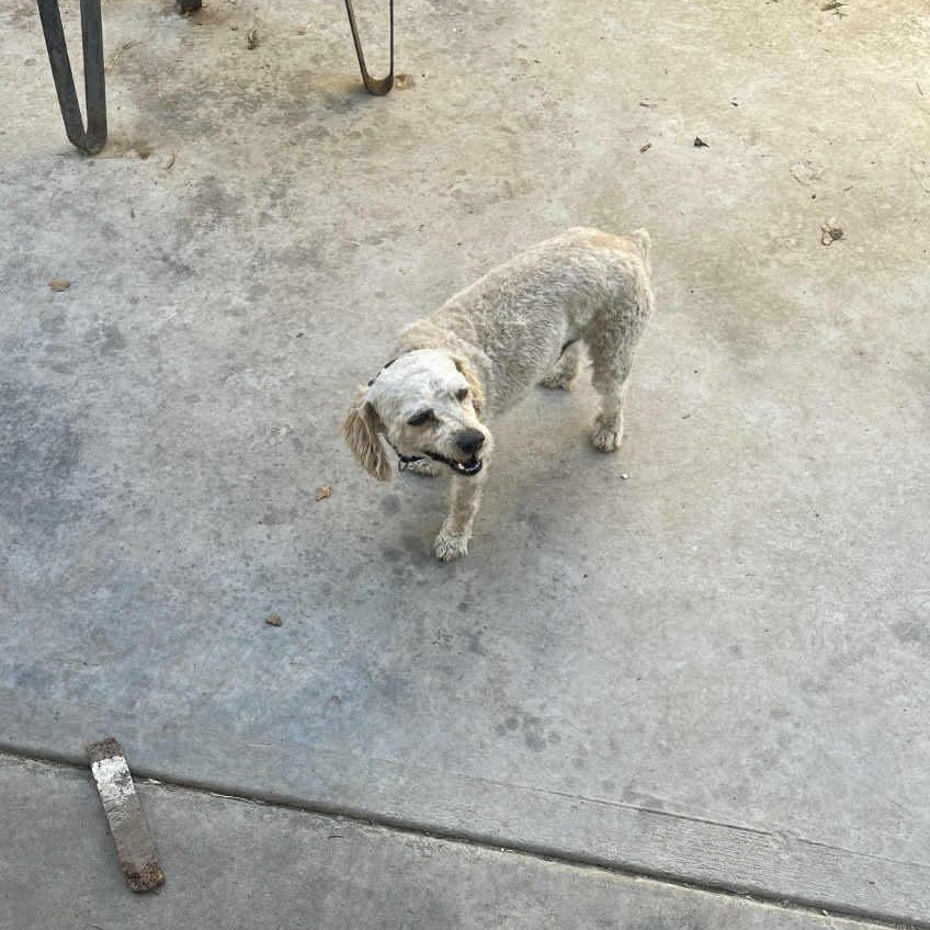 Poodle Frenchie mix Puppies , a ADOPTABLE mixed breed in Yreka, CA image 6/6