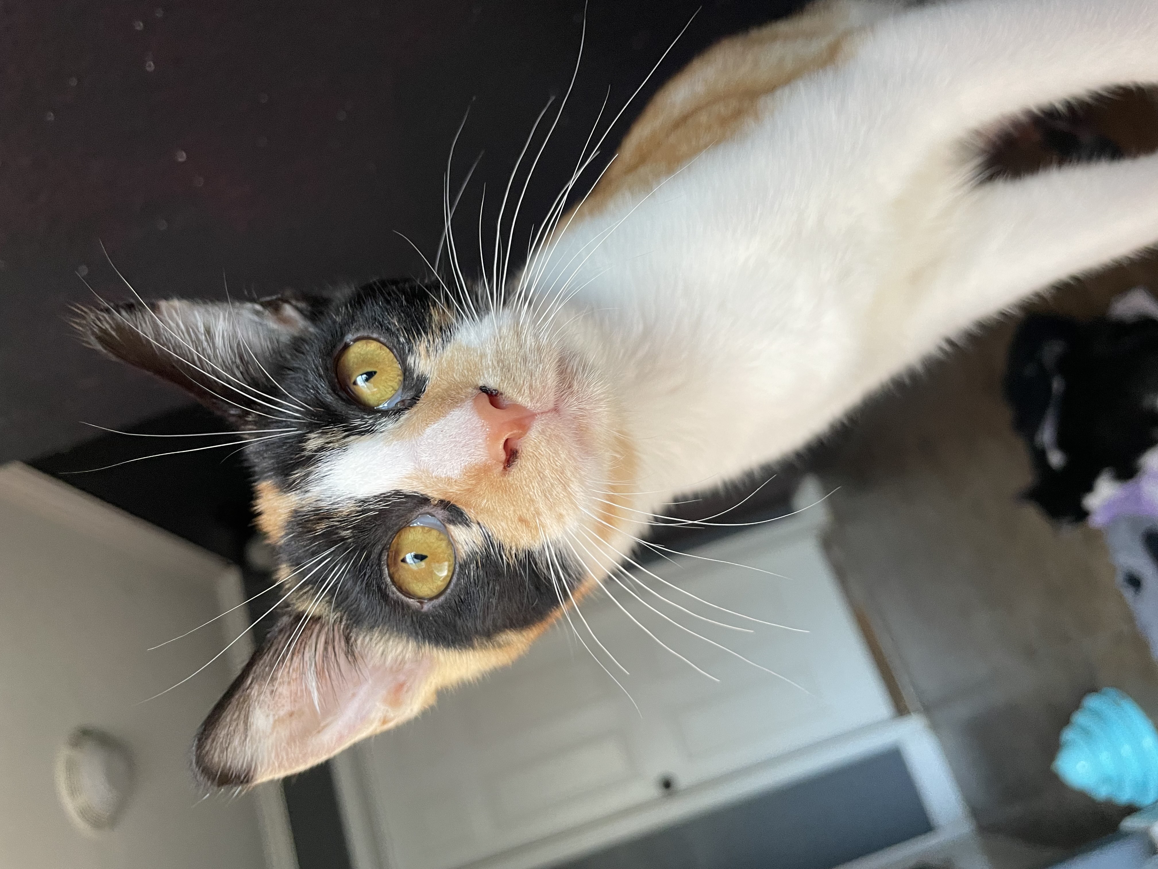 Sage, Adoptable, Adult Female Domestic Short Hair.