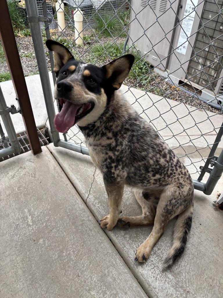 Enlarge Linx, a Adoptable mixed breed in Moriarty, NM image 1/1