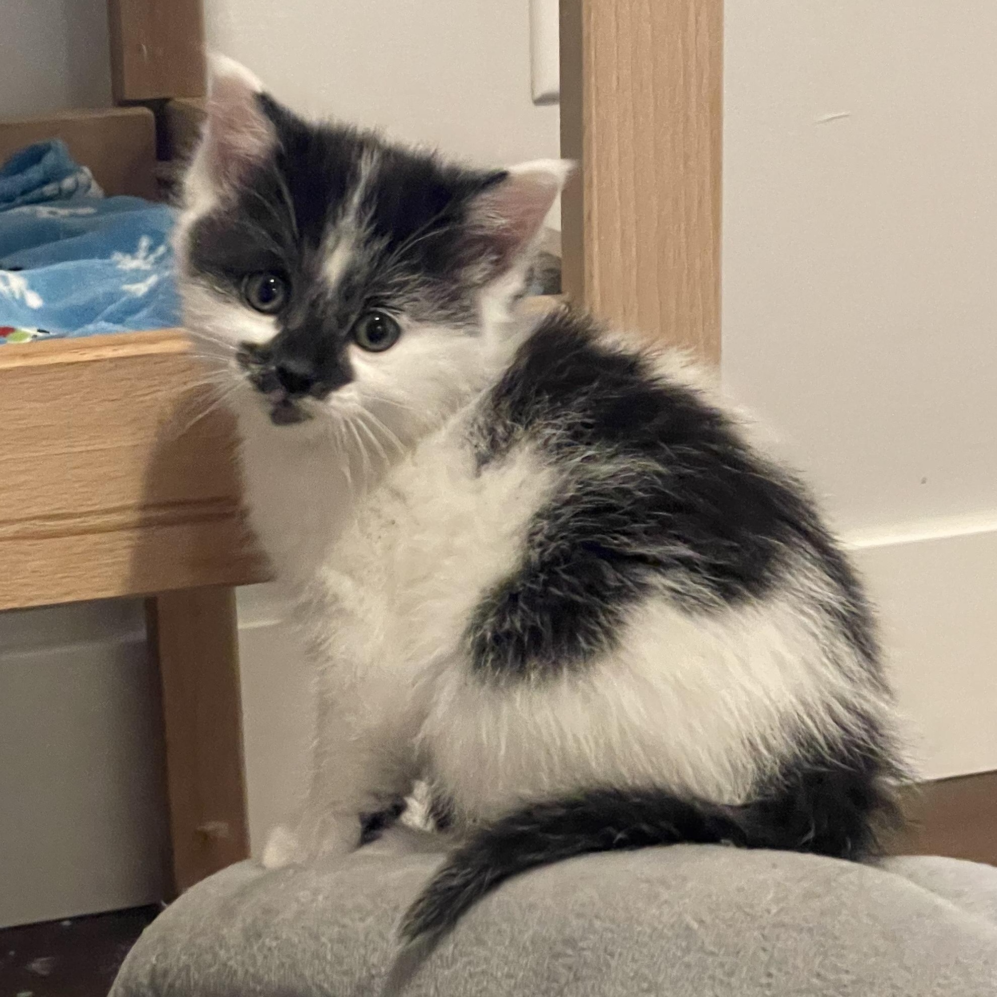 Enlarge Quiche, an adopted Domestic Short Hair in Grand Rapids, MI image 3/5