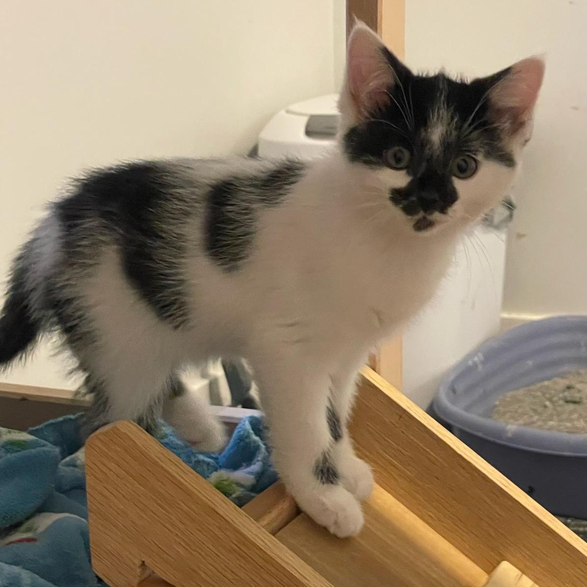 Enlarge Quiche, an adopted Domestic Short Hair in Grand Rapids, MI image 2/5