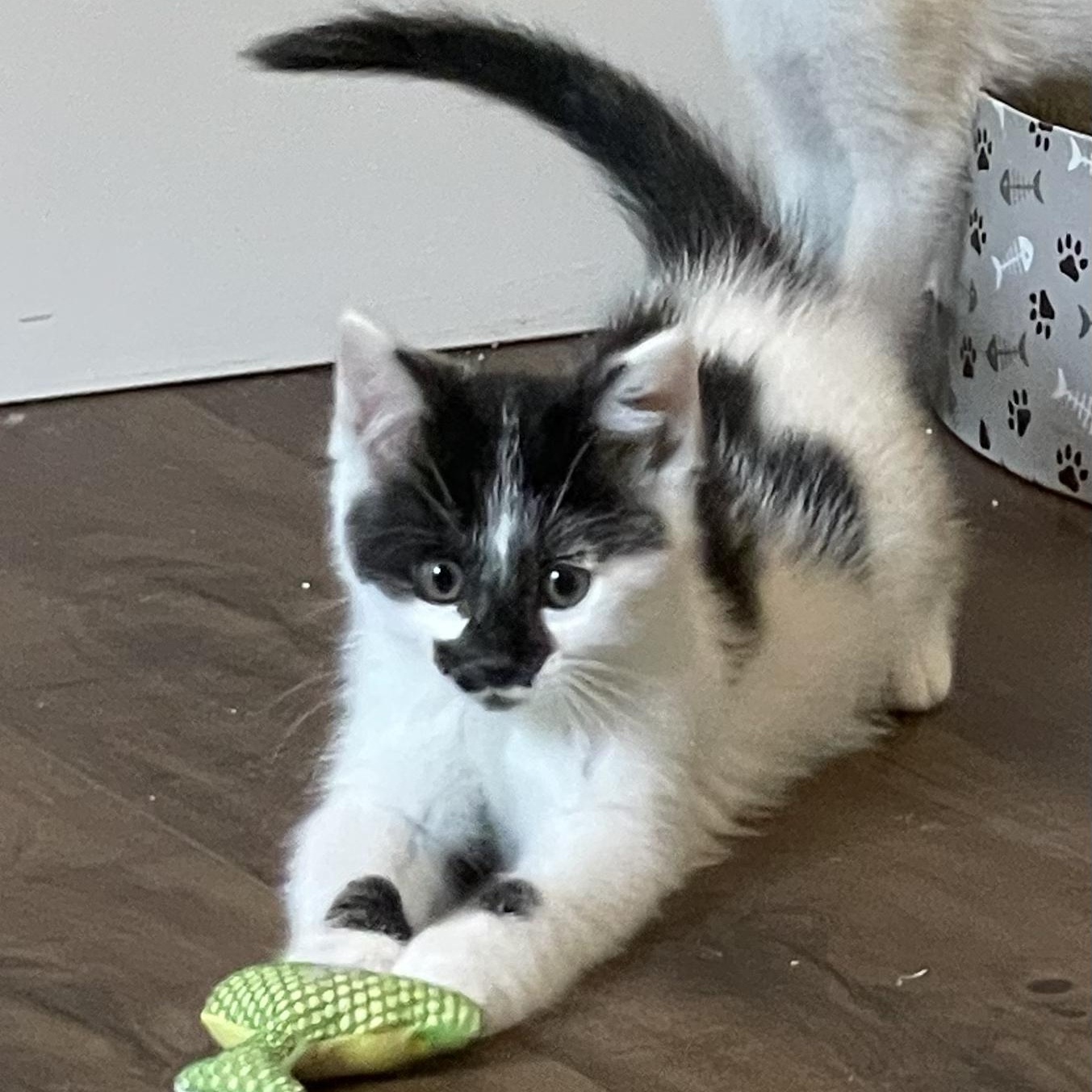 Quiche, adopted, Kitten Female Domestic Short Hair.