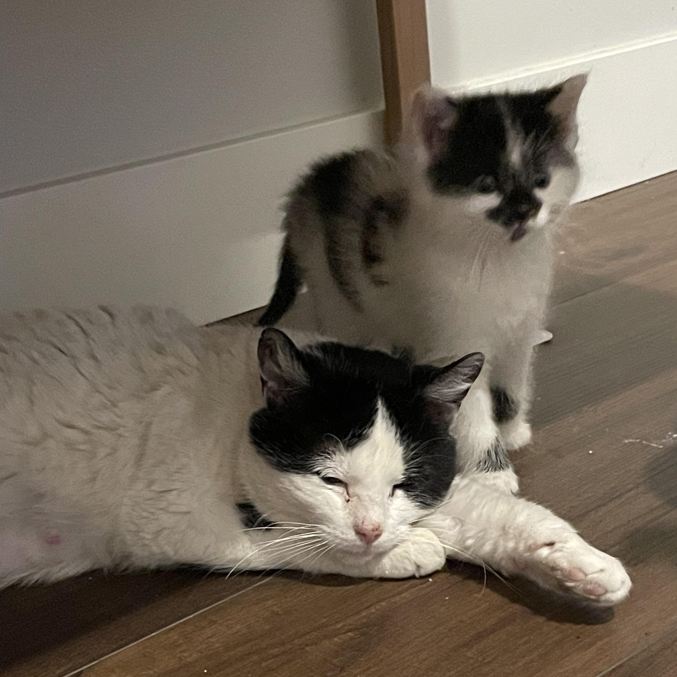 Enlarge Quiche, an adopted Domestic Short Hair in Grand Rapids, MI image 4/5