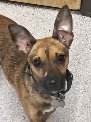 Pinto , ADOPTABLE, Adult Male Chihuahua.