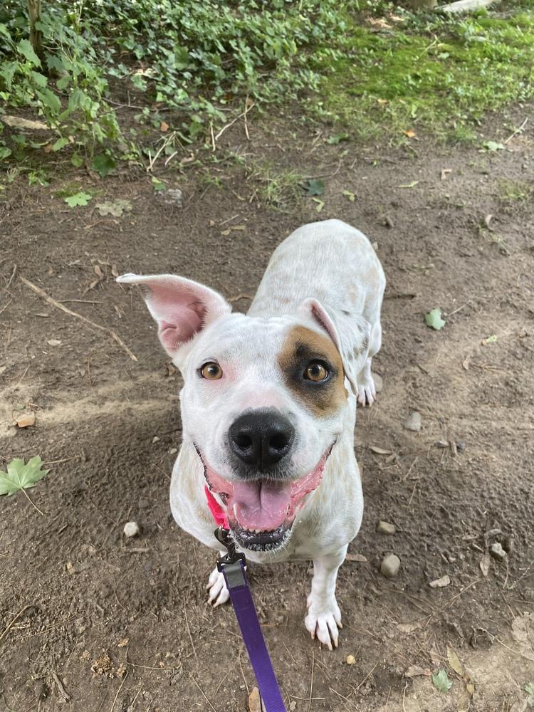 Blossom, a Adoptable mixed breed in Saugus, MA image 1/6