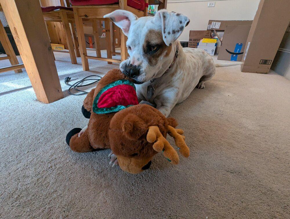 Blossom, a Adoptable mixed breed in Saugus, MA image 2/6