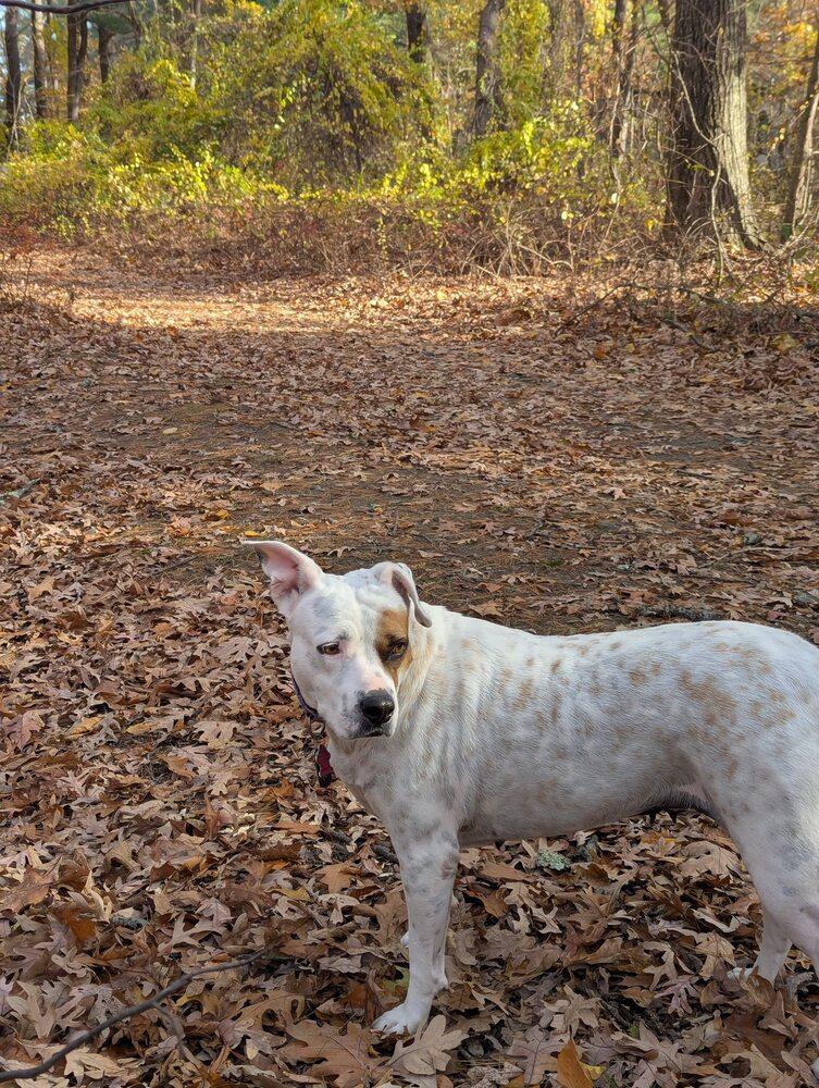 Blossom, a Adoptable mixed breed in Saugus, MA image 3/6
