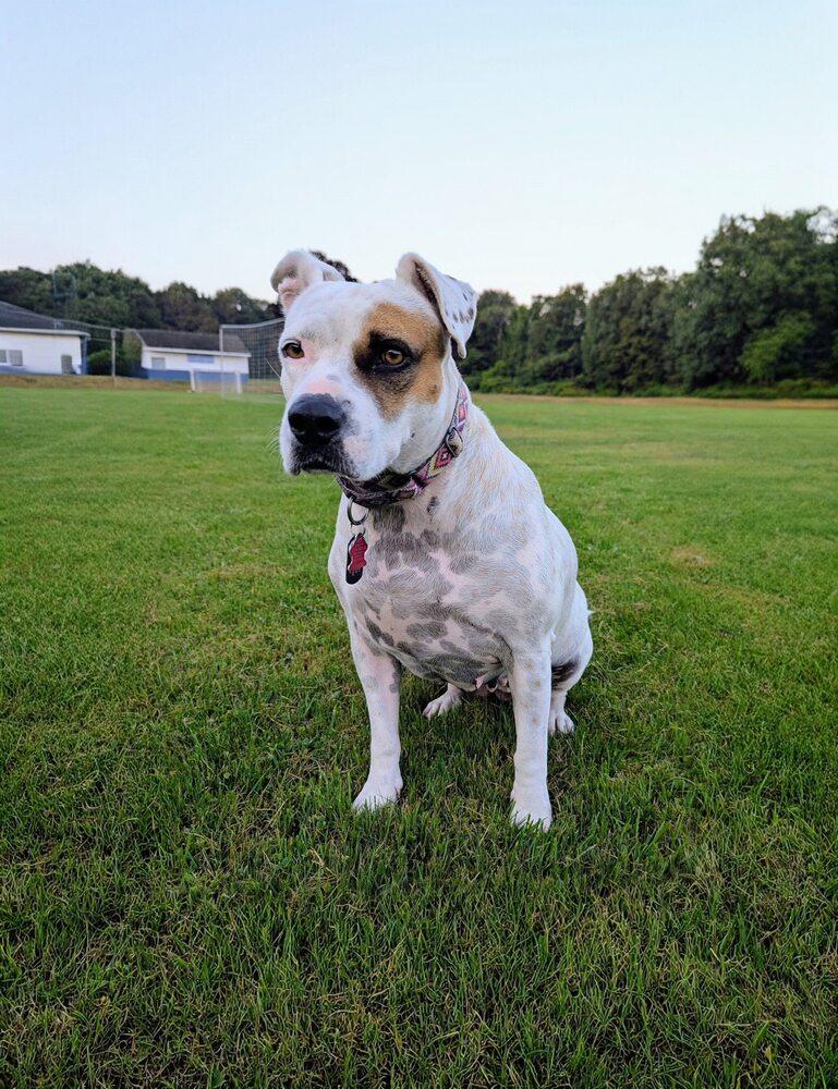Blossom, a Adoptable mixed breed in Saugus, MA image 4/6