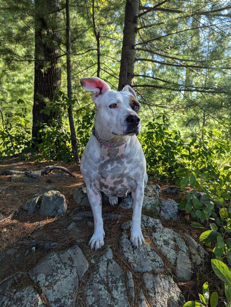 Blossom, a Adoptable mixed breed in Saugus, MA image 5/6