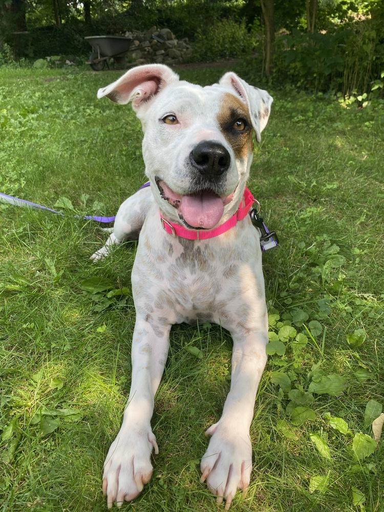 Blossom, a Adoptable mixed breed in Saugus, MA image 6/6