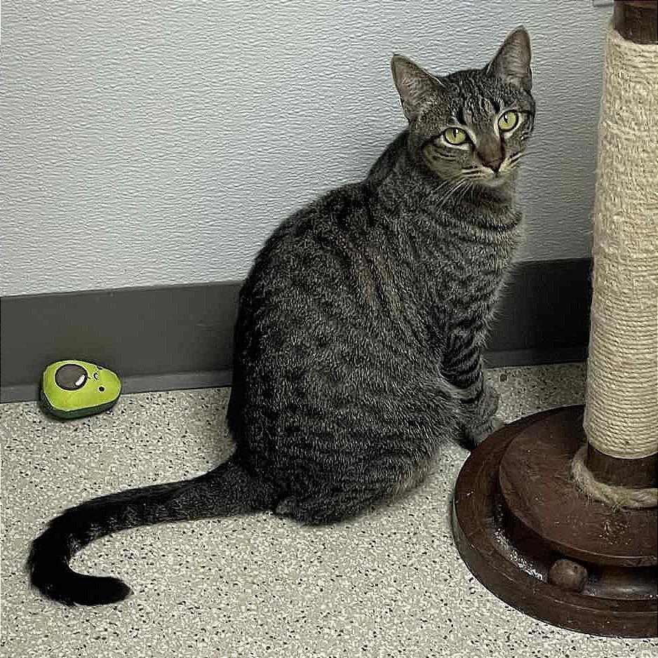 Clementine, a Adoptable mixed breed in St. Helena, CA image 2/6