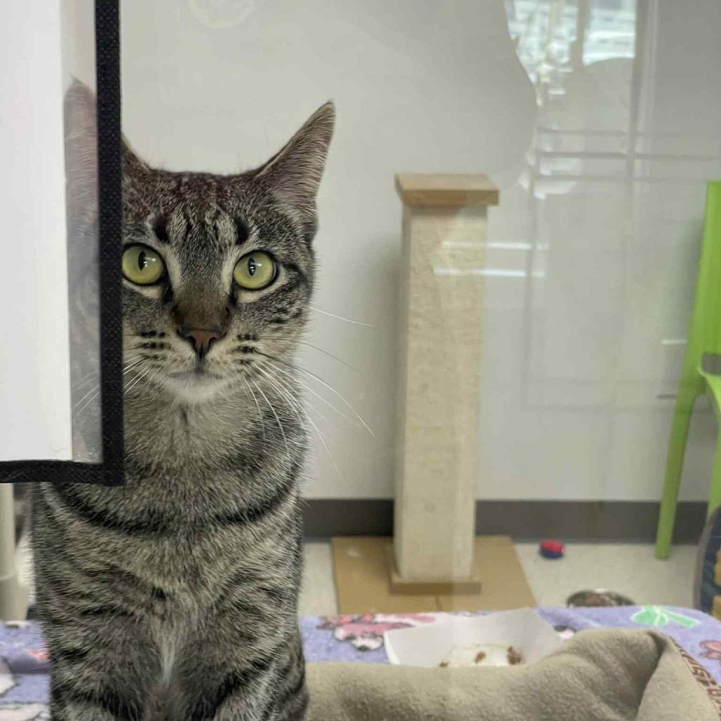 Clementine, Adoptable, Adult Female Domestic Short Hair & Domestic Short Hair.