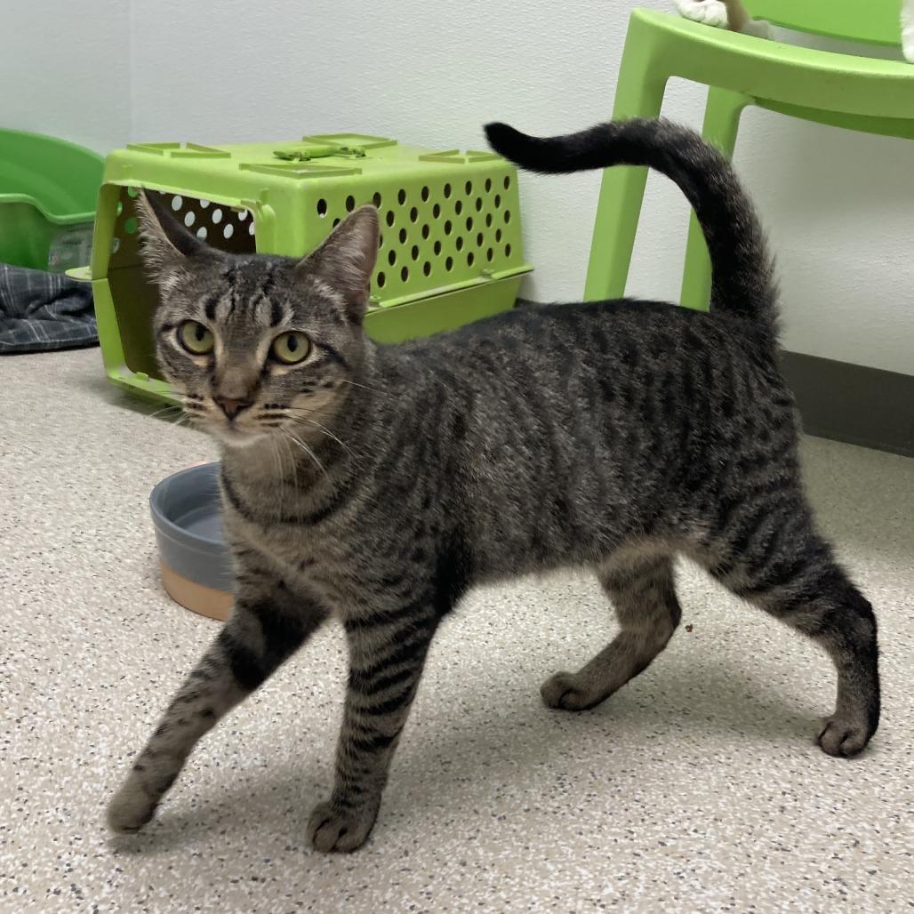 Clementine, a Adoptable mixed breed in St. Helena, CA image 4/6