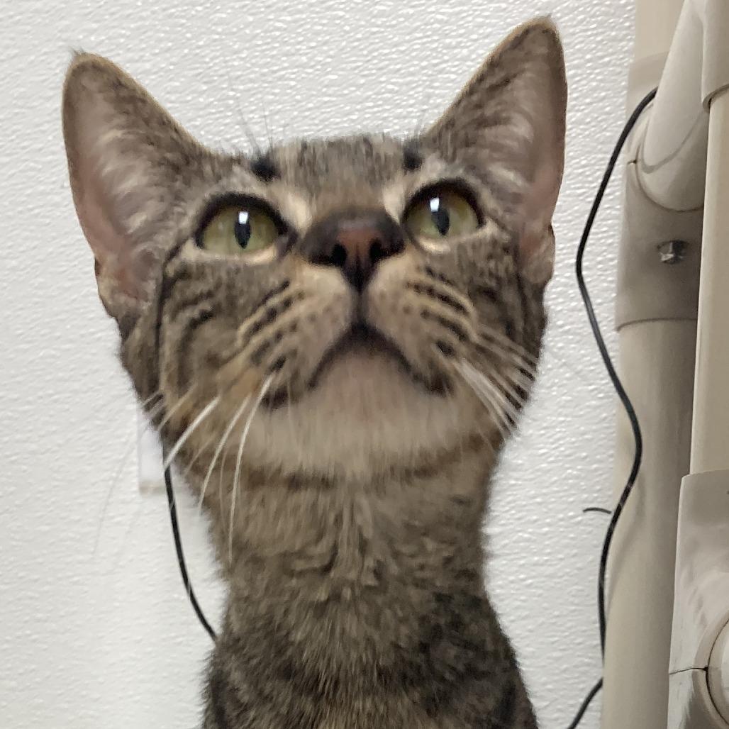 Enlarge Clementine, a Adoptable mixed breed in St. Helena, CA image 4/6