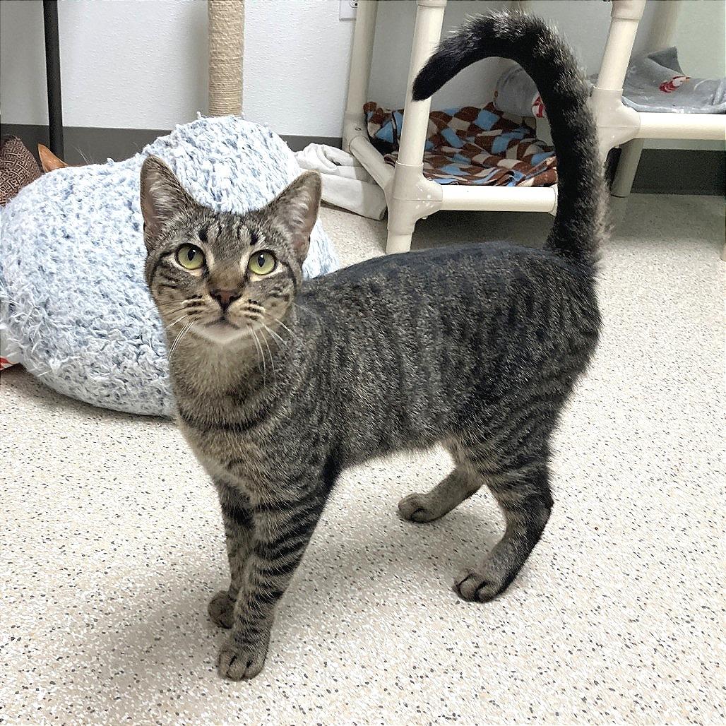 Enlarge Clementine, a Adoptable mixed breed in St. Helena, CA image 5/6