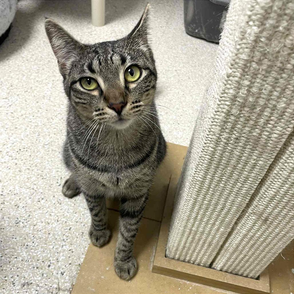 Enlarge Clementine, a Adoptable mixed breed in St. Helena, CA image 6/6