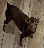 Canela, a Adoptable Miniature Pinscher in Davie, FL image 2/3