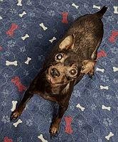 Canela, Adoptable, Senior Female Miniature Pinscher.
